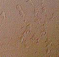 texture-sample2.jpg (8960 bytes)